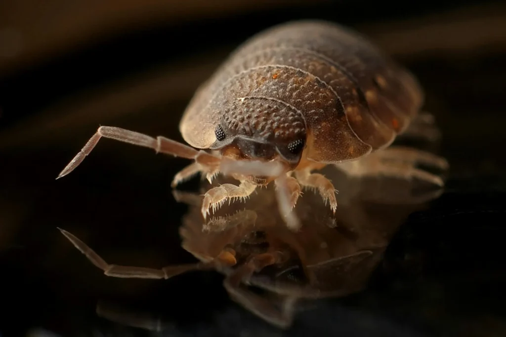 Bed-Bug-Treatment - Sunnyside Best Pest Pros | Sunnyside, NY | 631-284-8358