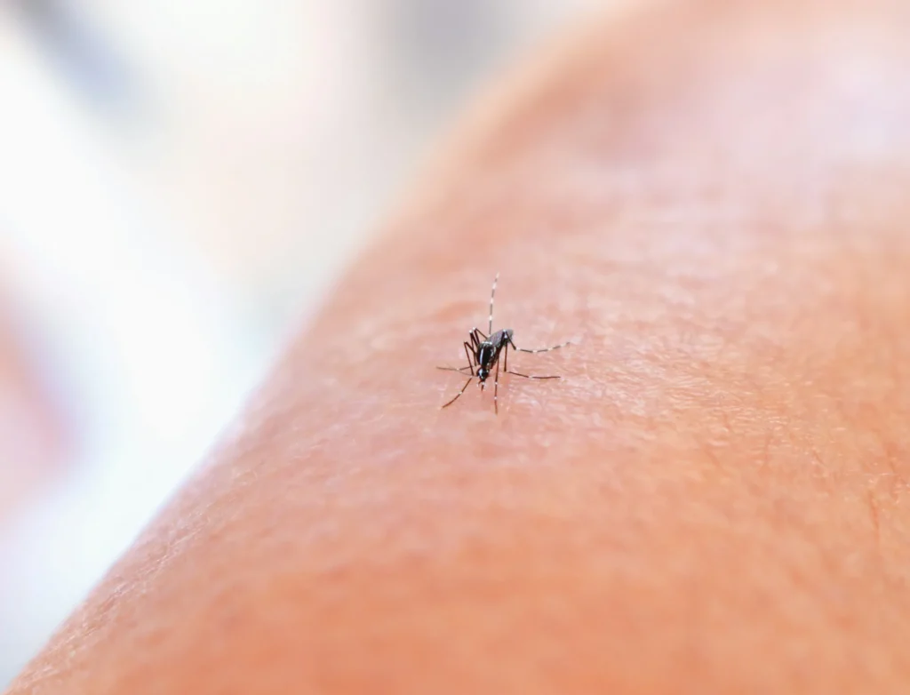 Mosquito Control - Sunnyside Best Pest Pros | Sunnyside, NY | 631-284-8358